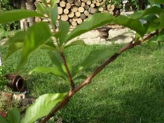 Гостевой дом Vila Krista Солнечный Берег Двухместный номер с 2 отдельными кроватями-6