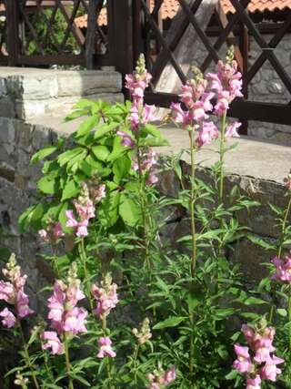 Гостевой дом Vila Krista Солнечный Берег Двухместный номер с 2 отдельными кроватями-7