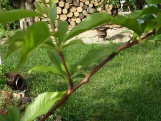 Гостевой дом Vila Krista Солнечный Берег Двухместный номер с 2 отдельными кроватями-17