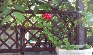 Гостевой дом Vila Krista Солнечный Берег Двухместный номер с 2 отдельными кроватями-22